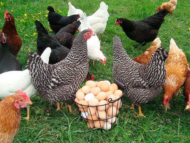 Содержание кур и уход за ними | ЗооТом - продажа, вязка и услуги для животных в Киржаче