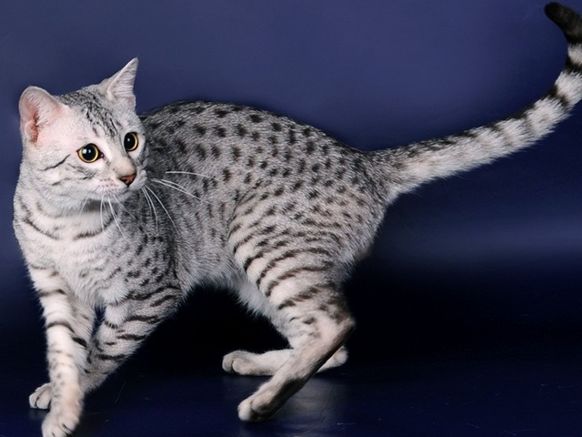 Породы кошек в Киржаче | ЗооТом портал о животных