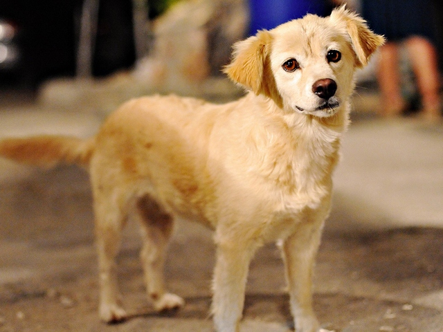 Породы собак в Киржаче | ЗооТом портал о животных