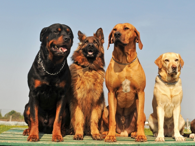 Крупные породы собак в Киржаче | ЗооТом портал о животных