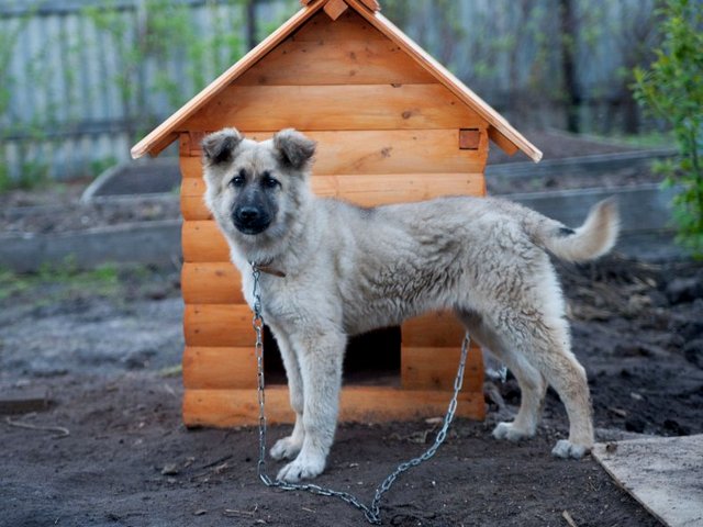 Все о собаках в Киржаче